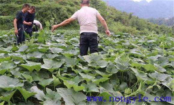 種植嫩食南瓜應注意哪些問題