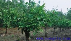 核桃樹(shù)高接換頭幾月份好，應(yīng)注意哪些事項(xiàng)？