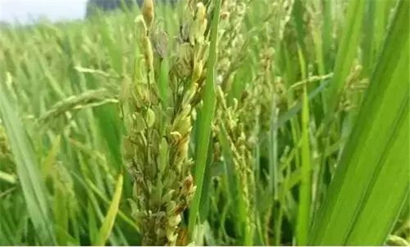 水稻穎殼不閉合、不灌漿怎么辦