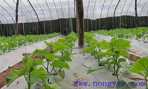 西葫蘆定植澆緩苗水、追肥