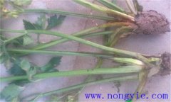 西芹裂根是怎么回事？怎樣防止？