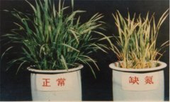 氮、磷、鉀對(duì)植物的作用分別是什么