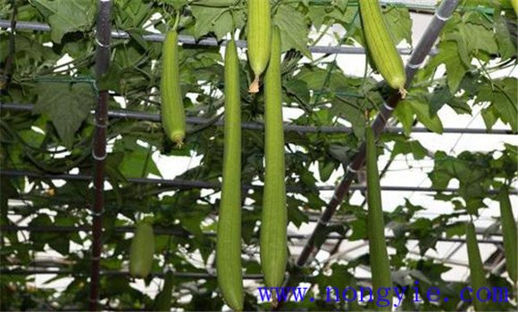 陽臺(tái)怎么種絲瓜