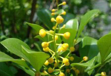 種植米蘭花應(yīng)注意什么？