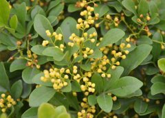 米蘭花掉葉子怎么辦？