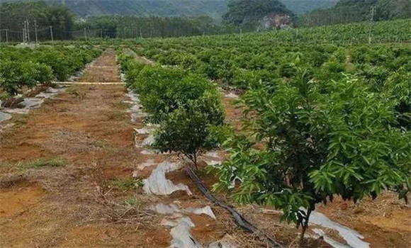 柑橘的土、肥、水管理