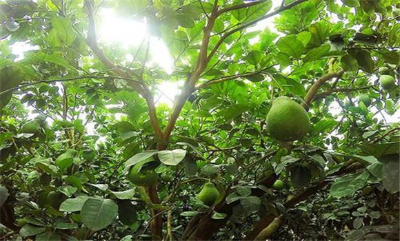 花期、幼果期適量肥水和溫度