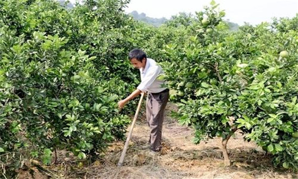 擴(kuò)穴改土，搞好肥水管理