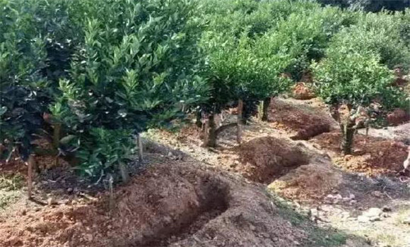 柑園追肥，需開溝條施