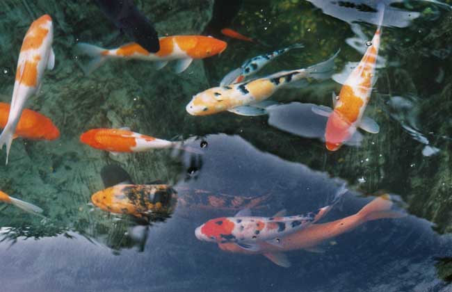錦鯉養(yǎng)殖技術