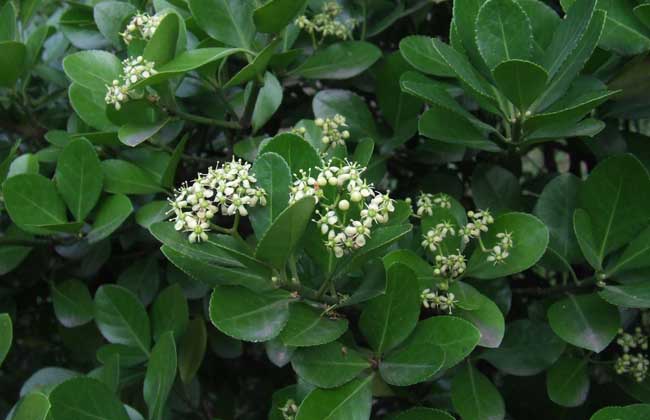 大葉黃楊種植技術