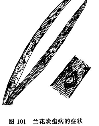 怎樣防治梅花和蘭花炭疽病圖 蘭花病蟲(chóng)害防治技術(shù)