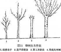 什么是柳樹頭木作業(yè) 怎樣施行？