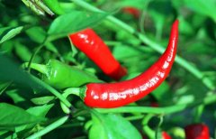 辣椒屬于什么類蔬菜？