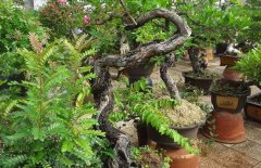 清香木開(kāi)花嗎？