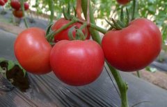 西紅柿常用激素、調(diào)節(jié)劑、微肥、葉面肥