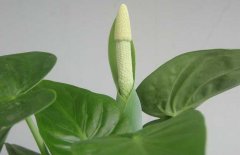 滴水觀音開花嗎？