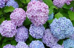 繡球花的花期是什么時候？
