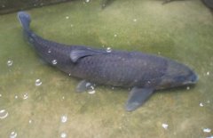 青魚吃什么食物？青魚的飼料建議配方