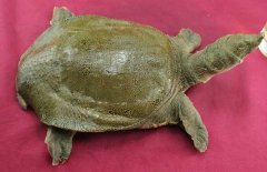 吃甲魚過敏怎么辦，其過敏的原因是什么？