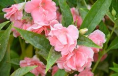 鳳仙花能治療灰指甲嗎？