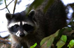 果子貍是幾級保護動物？
