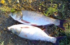 白鰱和鳙魚的區(qū)別有哪些？