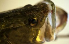 鱖魚品種有哪幾種、各有什么特點(diǎn)？