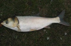 鰱魚疾病防治技術(shù)：爛鰓病、四極蟲病、豎鱗病