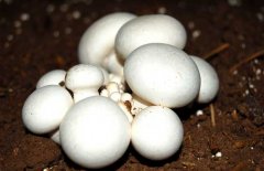 口蘑、香菇、草菇的區(qū)別