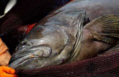 石斑魚是海水魚還是淡水魚 它的產(chǎn)地是哪里？
