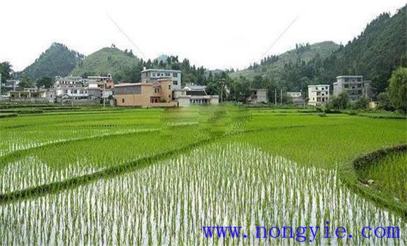 搶茬精播，穩(wěn)過立苗關