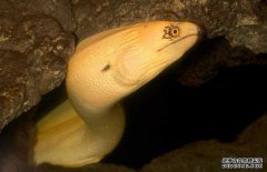 鰻魚的產(chǎn)地分布、生活習(xí)性與生長過程
