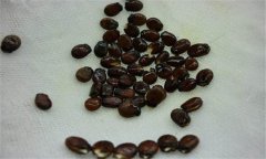 早春大棚西瓜種植之浸種、催芽方法