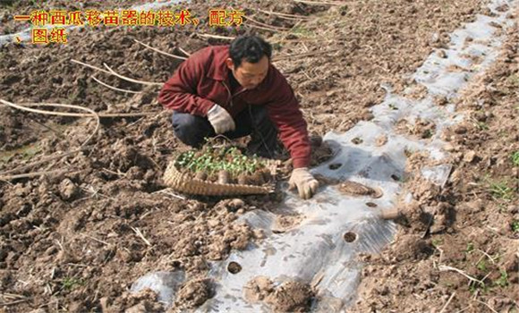 放苗、間苗、補苗