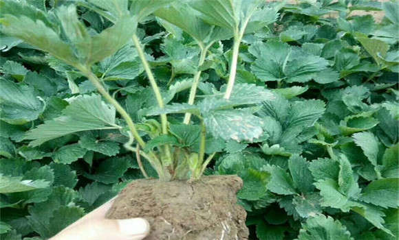 怎樣起草莓苗，如何包裝運(yùn)輸和貯藏