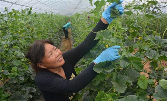 大棚香甜瓜的的整枝、抹叉