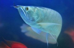 銀龍魚(yú)能長(zhǎng)多大？銀龍魚(yú)多少錢一條