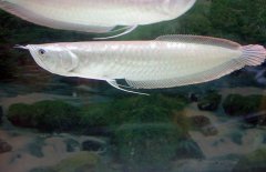 銀龍魚不吃食怎么辦，是什么原因?qū)е碌? /></a>
            <a href=