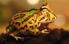 角蛙的飼養(yǎng)方法，角蛙如何飼養(yǎng)