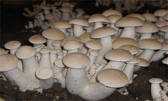 福菇肽有哪些作用，怎樣施用