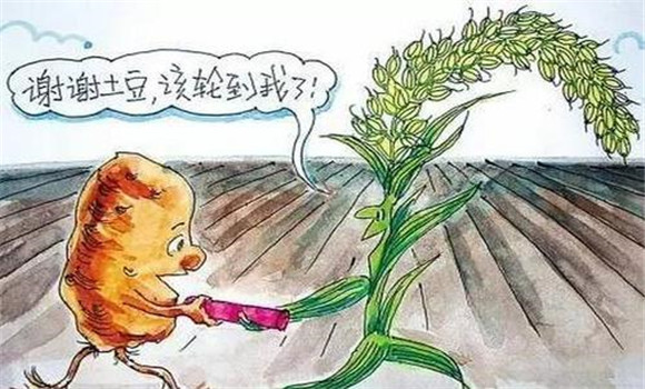 改善栽培制度，合理輪作
