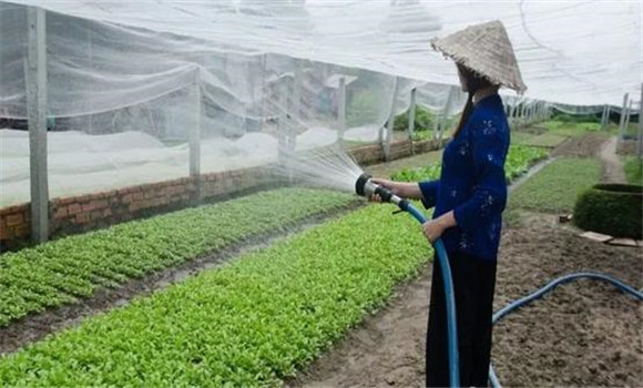 改進灌溉技術，以水化鹽