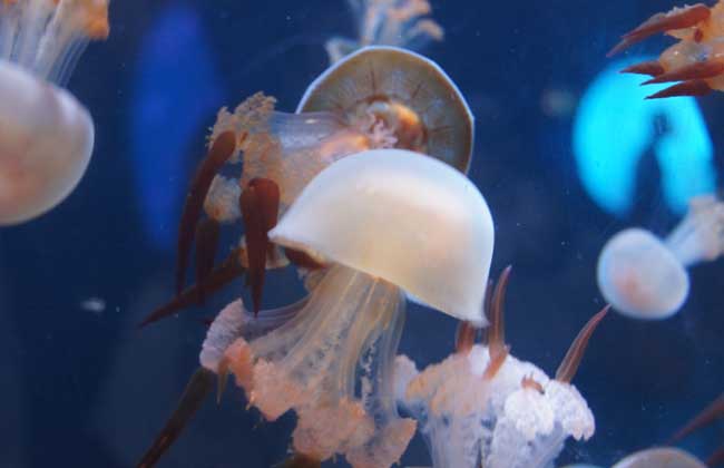 海蜇能蜇死人嗎？