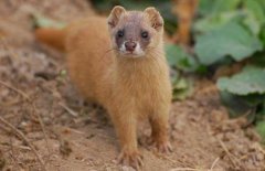 黃大仙是什么動物，黃鼠狼為什么叫黃大仙