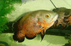 地圖魚(yú)吃什么長(zhǎng)得快，地圖魚(yú)吃什么飼料好？
