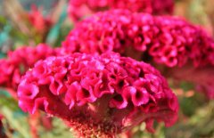 雞冠花治婦科病嗎，它有哪些作用
