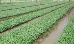 番茄、辣椒和茄子的育苗技術(shù)有什么不同之處