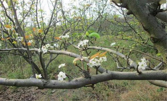 成年果樹夏、秋季開花的原因