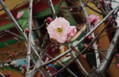 立春的含義是什么，關(guān)于立春的農(nóng)業(yè)諺語有哪些